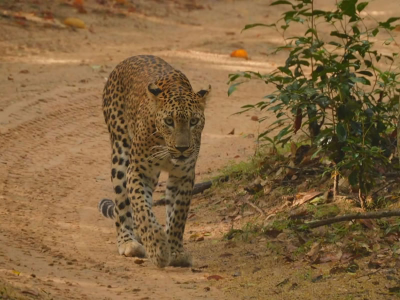 WhatsApp Image 2025-08-04 at 8.45.45 PM (1)